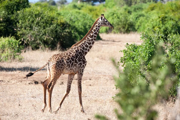 Giraffe — Stock Photo, Image