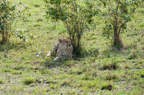 Cheetah — Stock Photo, Image