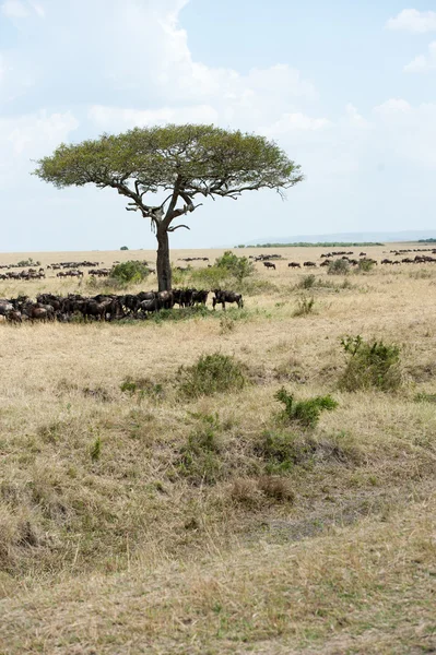 Gnu Migration — Stockfoto