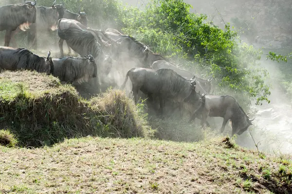 Gnu migration — Stock Photo, Image