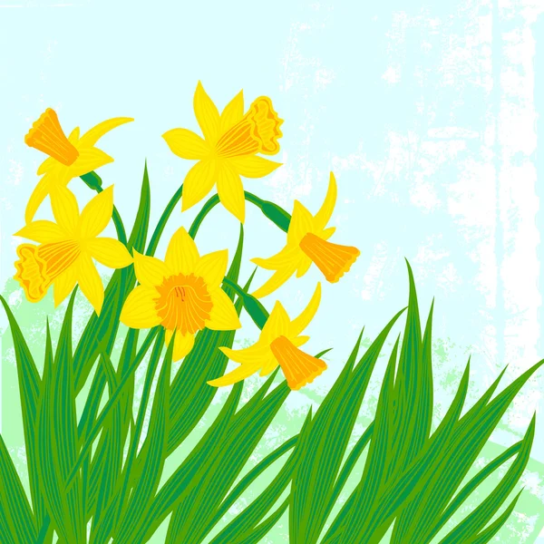 Vector card with daffodils on textured background. Vector Graphics