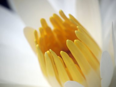 Makro lotus çiçeği