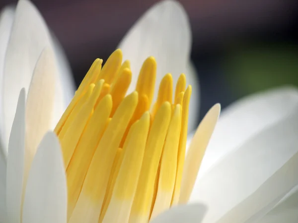 Makro lotus çiçeği — Stok fotoğraf