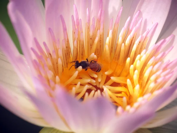 Flor de loto —  Fotos de Stock