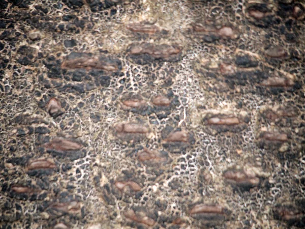 Textura de corteza de madera — Foto de Stock