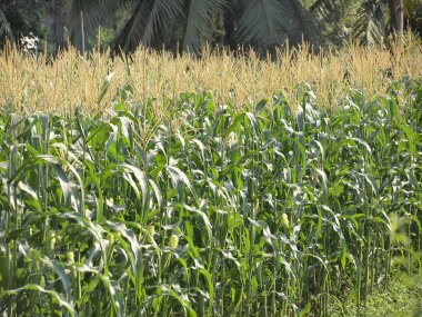 yeşil alan Tayland büyüyen mısır