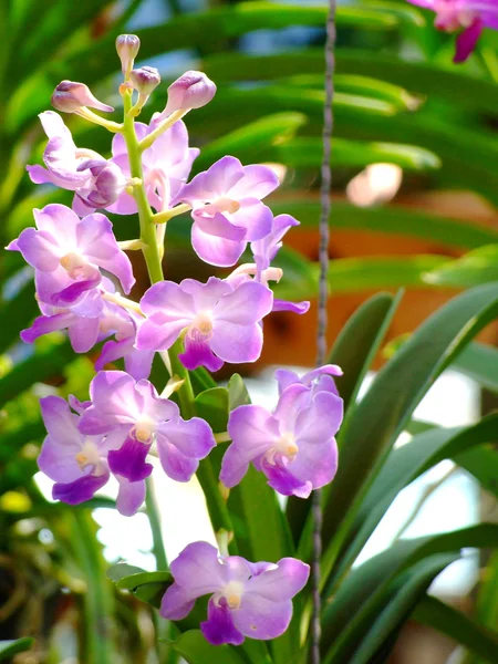 Orquídea rosa con fondo verde —  Fotos de Stock