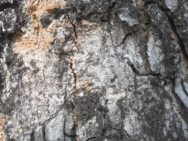 Texture - a bark of an old oak — Stock Photo, Image