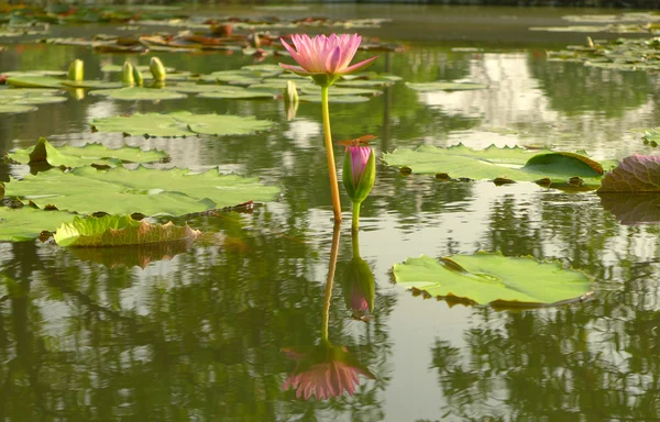 Зарождающаяся и цветущая желтая водянистая лилия — стоковое фото