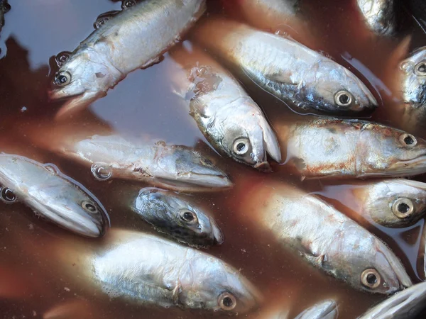 Fresh sea fish horse mackerel background — Stock Photo, Image