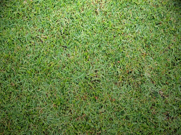 Krásné zelené trávě pole textura v pohledu shora — Stock fotografie
