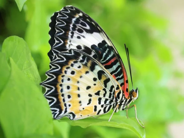 Yellow butterfly fly in morning nature — Stock Photo, Image