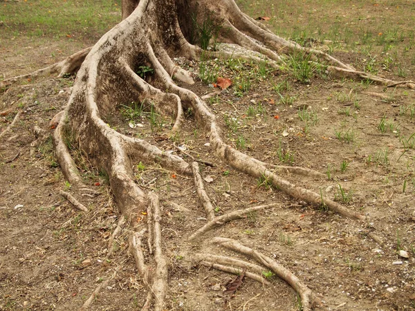 Floresta árvore com raízes — Fotografia de Stock