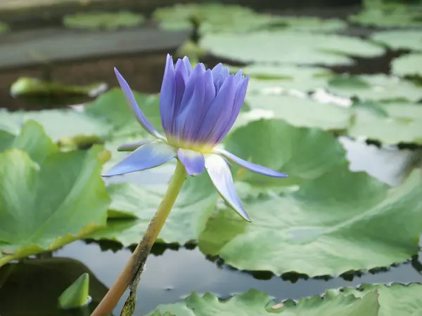 Kwiaty fioletowe Lotos na wodzie — Zdjęcie stockowe