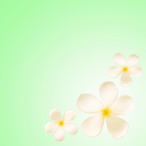 Frangipani çiçek yeşil zemin üzerine — Stok fotoğraf