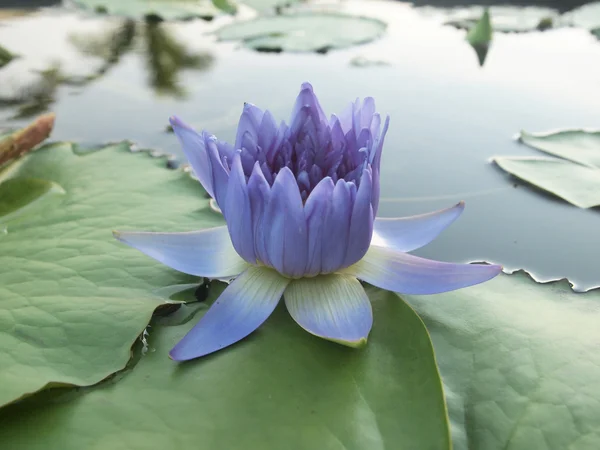 Purple lotus blossoms on water — Stock Photo, Image