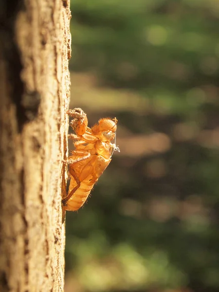 Cicada slough holding on a tree — Stock Photo, Image