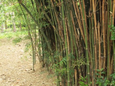 Bambu ormanı. tropikal orman içinde ağaçlar arka plan