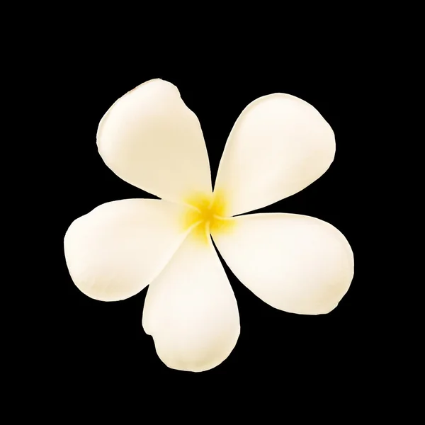 Hvid Frangipani blomst, Isoleret på sort baggrund - Stock-foto