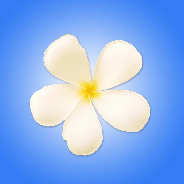 White flower with blue background — Stock Photo, Image