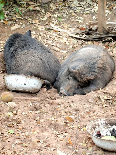 Wild boar — Stock Photo, Image