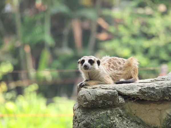 Fotografia de um Meerkat em um zoológico, sentado no alto de seu mirante favorito, olhando bem para o fotógrafo em um dia de verão — Fotografia de Stock