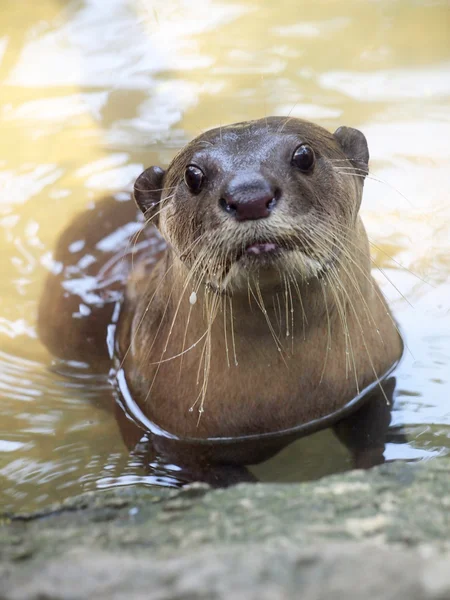 Fischotter-Porträt — Stockfoto