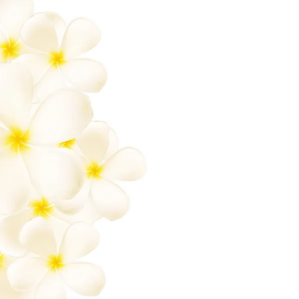 Beyaz arka plan üzerinde beyaz plumeria çiçekler — Stok fotoğraf