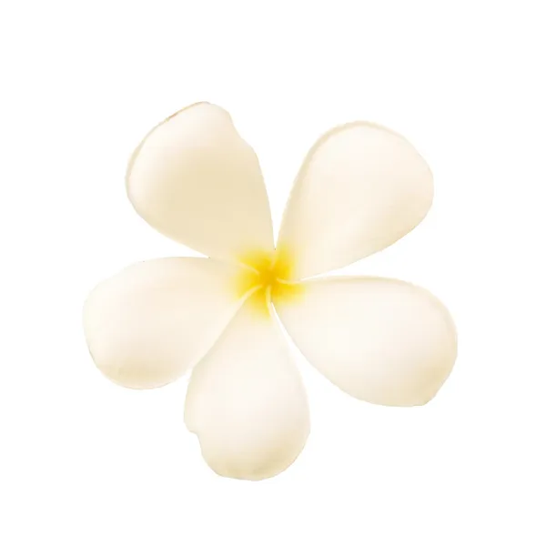 Beyaz arka plan üzerinde izole tropikal çiçek frangipani (plumeria) — Stok fotoğraf