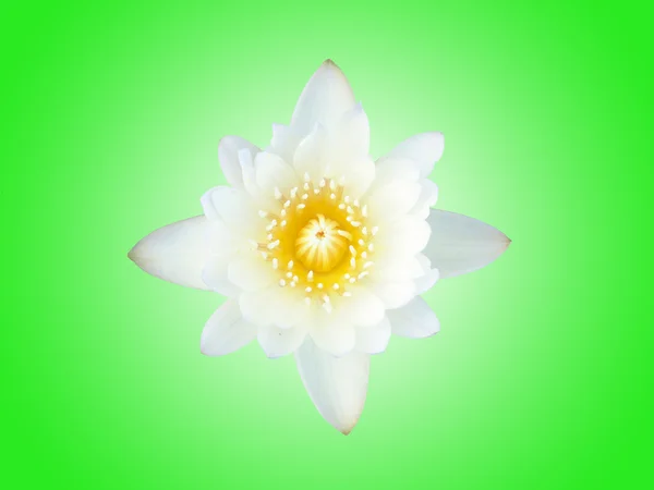 White Lotus with green background — Stock Photo, Image