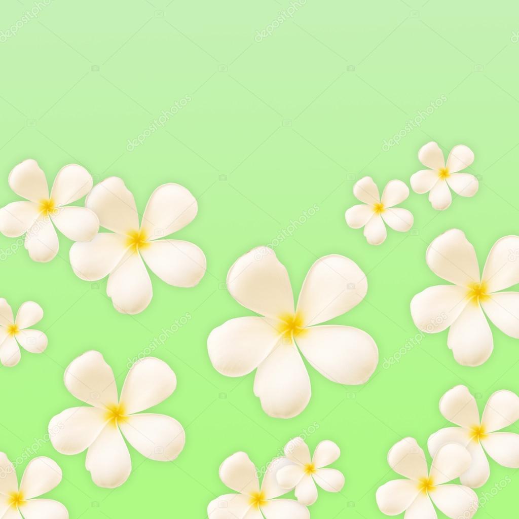 Frangipani design collage on green background