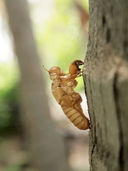 Cicada slough holding on a tree — стоковое фото
