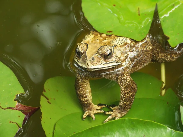 Erdkröte — Stockfoto