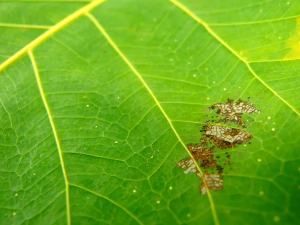 Green leaf macro background — Stock Photo, Image