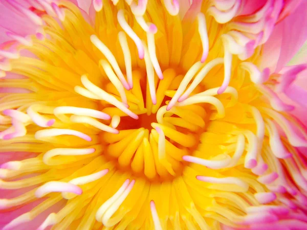 Beautiful lotus — Stock Photo, Image