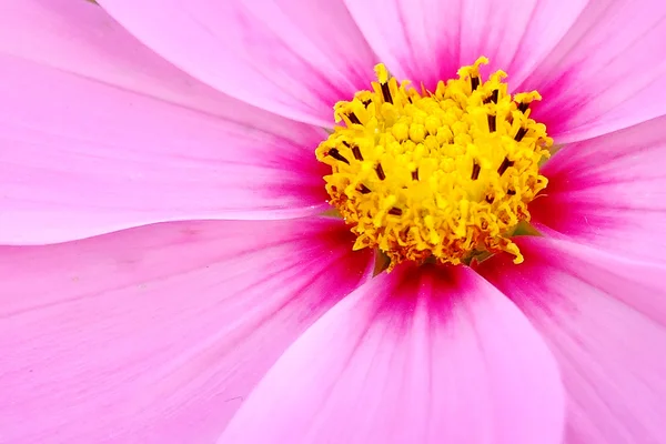 Detail of beautiful flower for texture — Stock Photo, Image