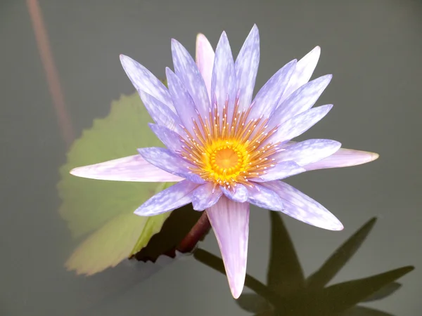 Close up of pink water lily — Stock Photo, Image