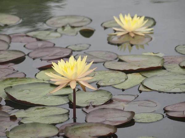 Germogliare e fiorire giglio gialla — Foto Stock