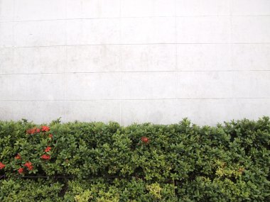 bir binanın önüne yanında yeşil ağaç