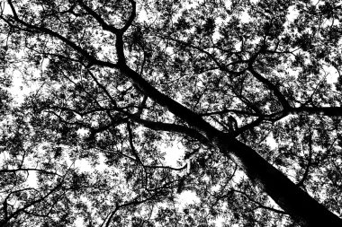 ağaç siluet