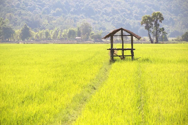 Il bellissimo paesaggio delle risaie in Thailandia — Foto Stock