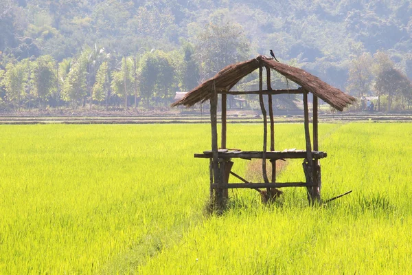 A bela paisagem dos campos de arroz na Tailândia — Fotografia de Stock