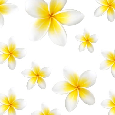 Frangipani (plumeria) tropik çiçekler. Dikişsiz desen arka plan