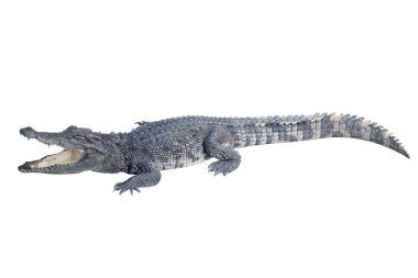 yaban hayatı timsah beyaz zemin üzerine izole ağzı açık