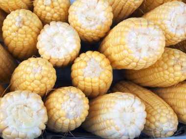 arka plan için sarı mısır