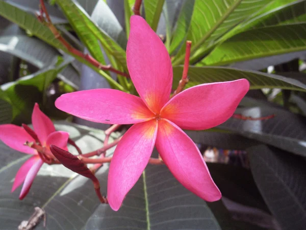 Plumeria Frangipani Lanthom Leelawadee flores — Fotografia de Stock