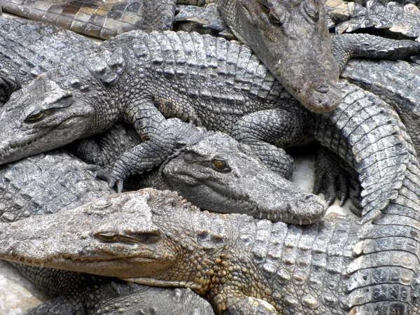 Crocodiles close up in Thailand — Stock Photo, Image