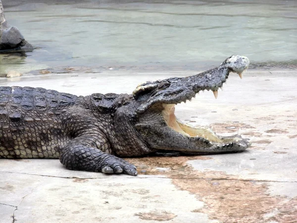 Crocodile Side View — Stock Photo, Image