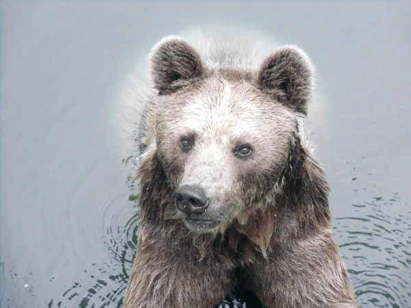 Brunbjörn i vattnet — Stockfoto