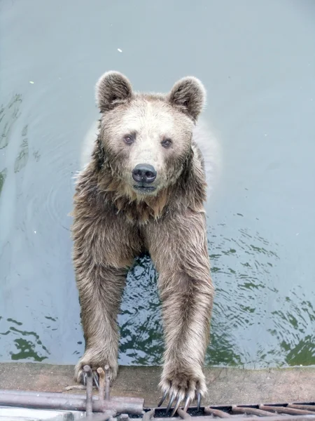 Urso marrom na água — Fotografia de Stock